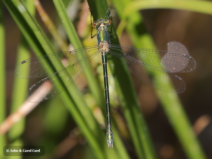 J18_1196 Lestes dryas female.JPG